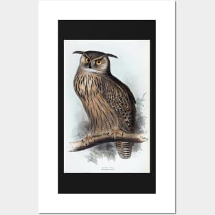 Eagle Owl Posters and Art